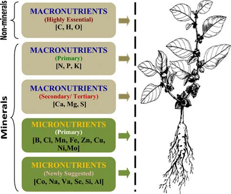 macronutrients definition for plants